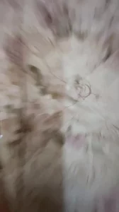 05艺术学妹沙发后入啪啪